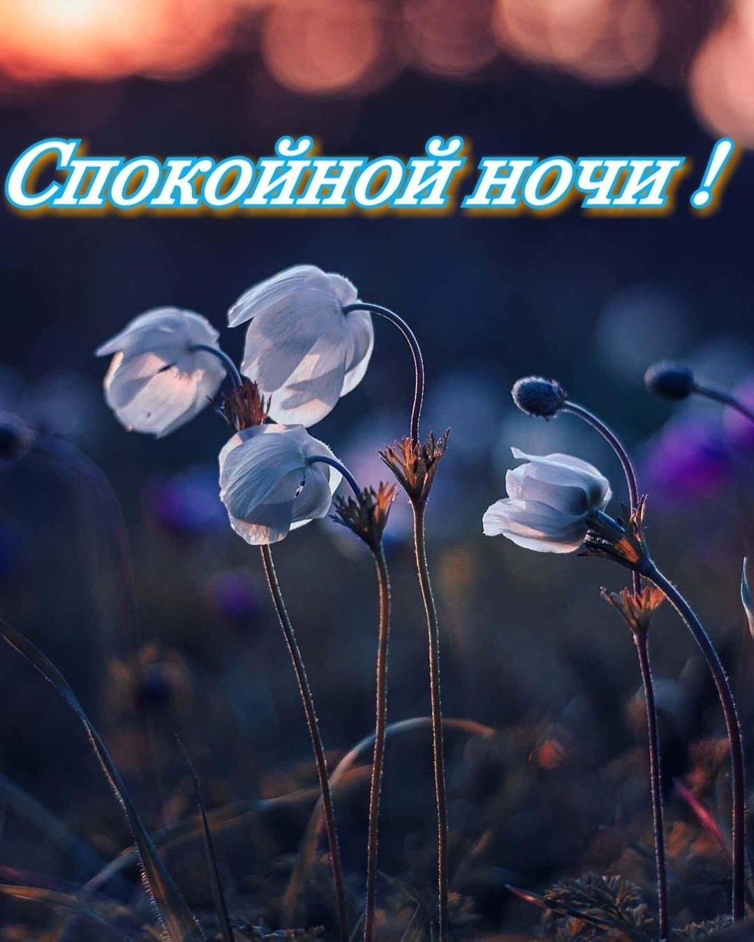 Открытка «Спокойной ночи»: Спокойной ночи: «Нежные подснежники» на закате. Тэги: макросъемка, Спокойной ночи, красивые…