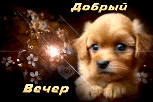 Открытка «Пожелание»: Добрый вечер: открытка с милым щенком. Тэги: надпись, милый, собака, отдых, цветок, природа…
