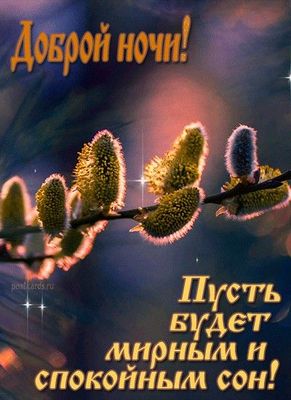 Открытка «Доброй ночи»: Доброй ночи: нежная ветка вербы для спокойного сна.