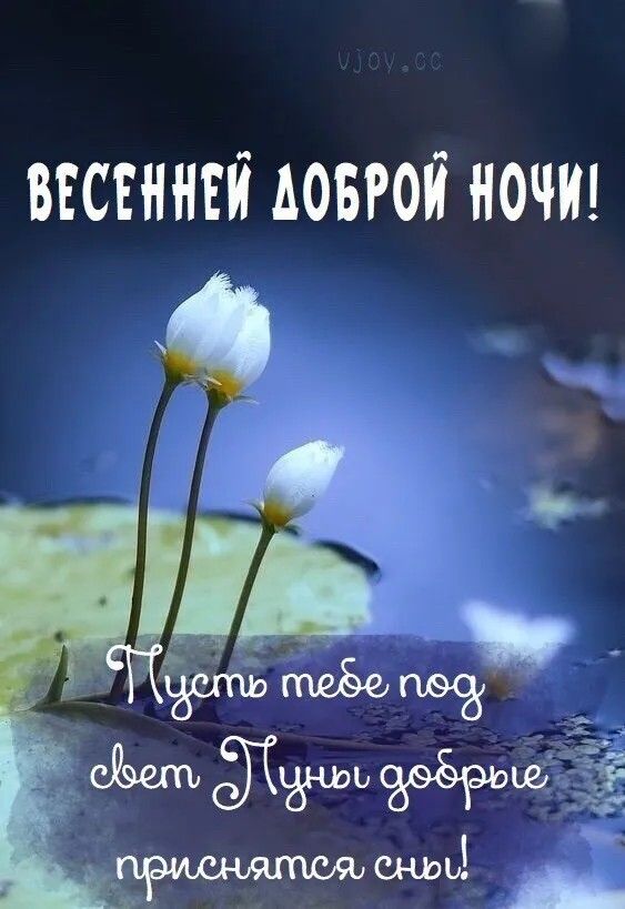 Открытка «Доброй ночи»: Весенней доброй ночи: пожелание добрых снов.