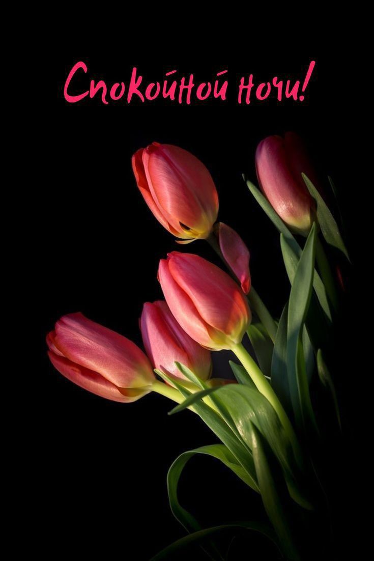 Открытка «Спокойной ночи»: Спокойной ночи: Нежный букет розовых тюльпанов. Тэги: Спокойной ночи, красивые, Спокойной…