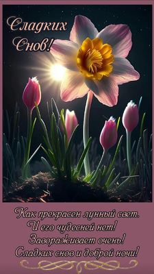 Открытка «Доброй ночи»: Доброй ночи: Сладких снов и цветы в лунном свете.