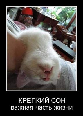 Открытка «Доброй ночи»: Смешная открытка: Белый кот рекомендует крепкий сон.