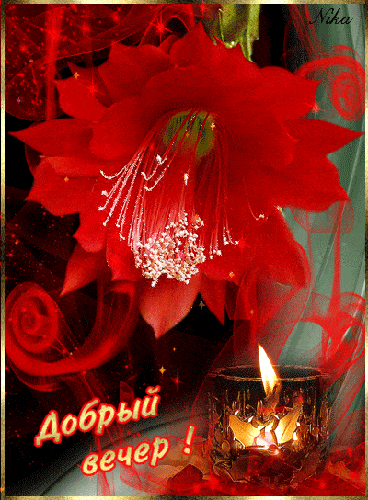 Открытка «Добрый вечер и пожелания»: Открытка «Добрый вечер» с красным цветком и свечой. Тэги: Добрый вечер красивые…