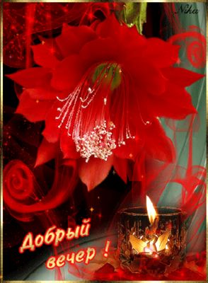 Открытка «Добрый вечер и пожелания»: Открытка «Добрый вечер» с красным цветком и свечой. Тэги: Добрый вечер красивые…