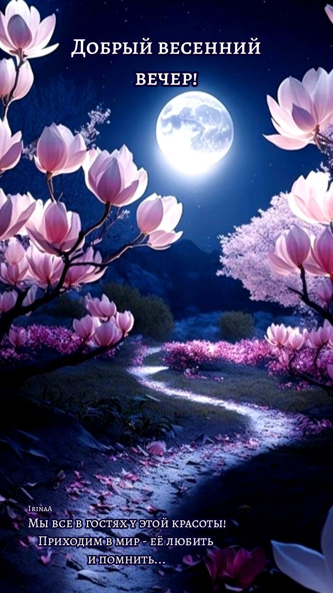 Открытка «Добрый вечер и пожелания»: Добрый вечер: весенняя магнолия под луной. Тэги: Добрый вечер красивые, С добрым…