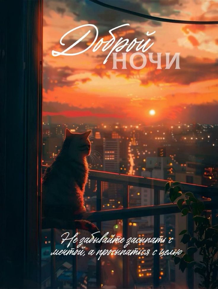 Открытка «Добрый вечер и пожелания»: Добрый вечер: «Кот мечтатель» смотрит на закат. Тэги: Добрый вечер красивые…