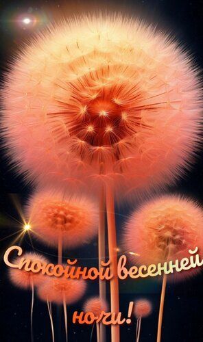 Открытка «Спокойной ночи»: Спокойной ночи: смешная открытка с весенним цветком. Тэги: Спокойной ночи, с пожеланиями…