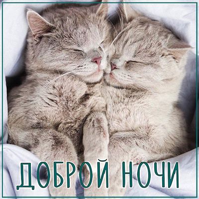 Открытка «Доброй ночи»: Доброй ночи: Милые котики спят в обнимку.