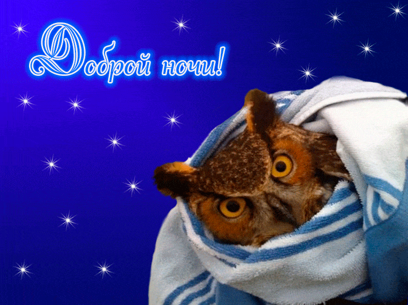 Открытка «Добрый вечер и пожелания»: Доброй ночи: Милая сова в уютном пледе. Тэги: Прикольный добрый вечер, Добыий ве…