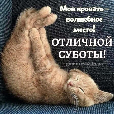 Открытка «С добрым утром»: Смешной кот желает отличной субботы. Тэги: С добрым субботним утром, С добрым воскресным у…