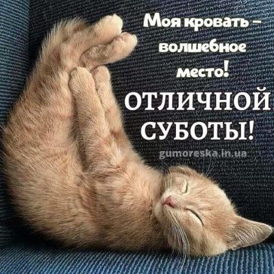 Открытка «С добрым утром»: Смешной кот желает отличной субботы. Тэги: С добрым субботним утром, С добрым воскресным у…