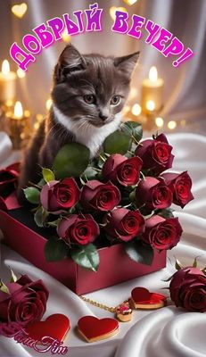 Открытка «Цепочка»: Добрый вечер: Милый котенок с букетом роз. Тэги: Добрый вечер и пожелания, Доброго вечера и хорош…