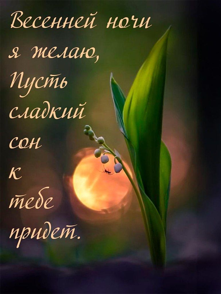 Открытка «Доброй ночи»: Весенней ночи: нежное пожелание с ландышем.