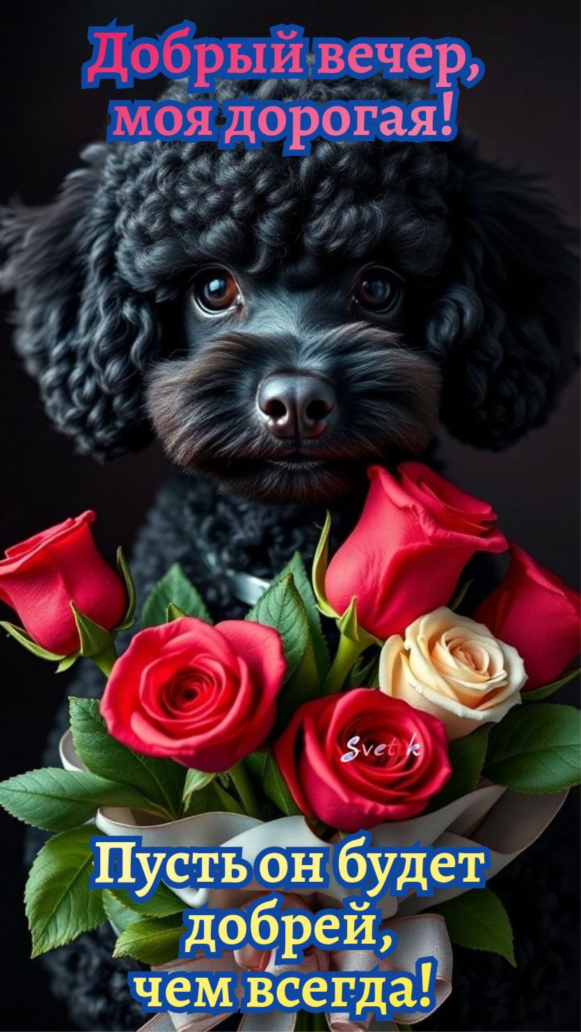 Открытка «Добрый вечер и пожелания»: Добрый вечер: милая открытка с черным пуделем и розами. Тэги: Добрый вечер краси…