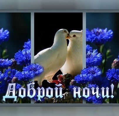 Открытка «Доброй ночи»: Открытка доброй ночи: «Голубки целуются на фоне васильков».