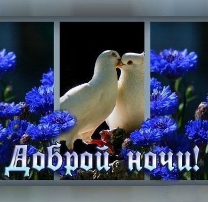 Открытка «Доброй ночи»: Открытка доброй ночи: «Голубки целуются на фоне васильков».