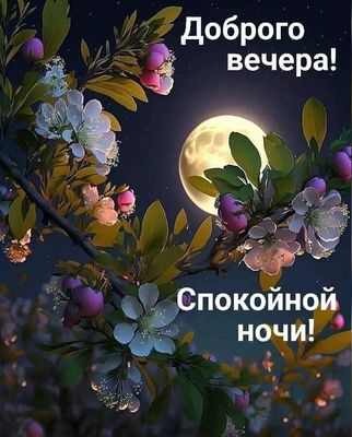 Открытка «Спокойной ночи»: Добрый вечер и спокойной ночи: Цветущая ветка и луна. Тэги: Добрый вечер и пожелания…