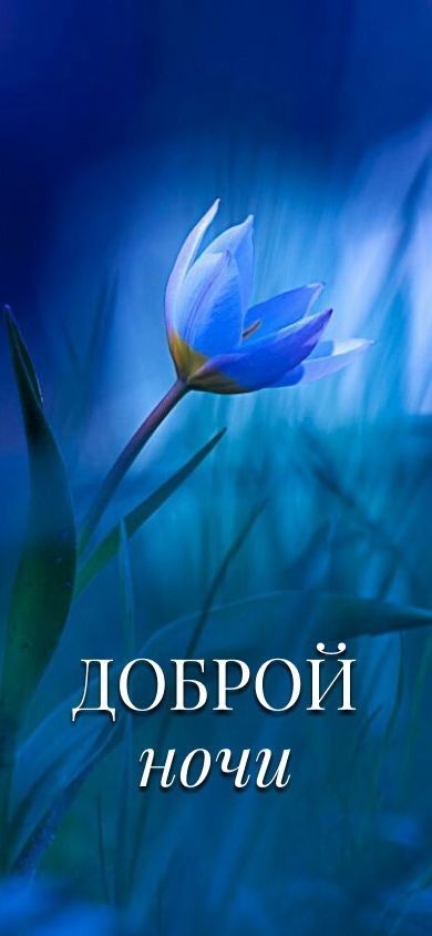 Открытка «Доброй ночи»: Доброй ночи: Синий цветок в темноте.