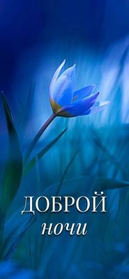 Открытка «Доброй ночи»: Доброй ночи: Синий цветок в темноте.