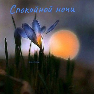 Открытка «Спокойной ночи»: Спокойной ночи: «Нежный цветок на фоне луны». Тэги: Спокойной ночи, красивые, Спокойной но…
