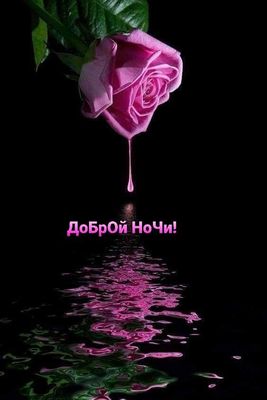 Открытка «Доброй ночи»: Доброй ночи: Розовая роза и отражение в воде.