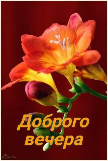 Открытка «Добрый вечер и пожелания»: Добрый вечер: красивый цветок фрезии на темном фоне. Тэги: Добрый вечер красивые…