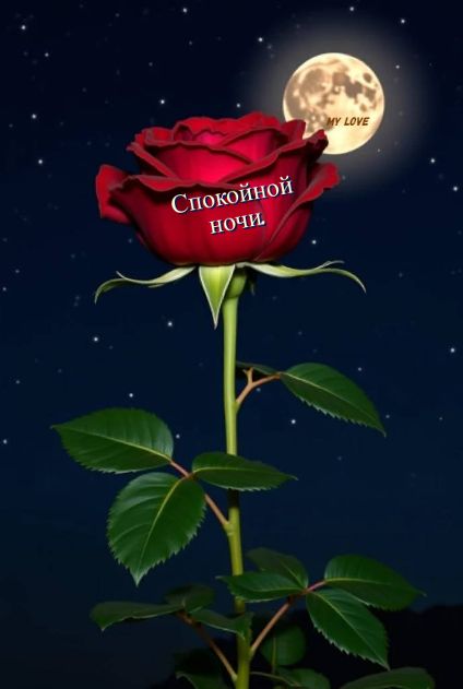 Открытка «Доброй ночи»: Красивая открытка спокойной ночи: Роза и луна.