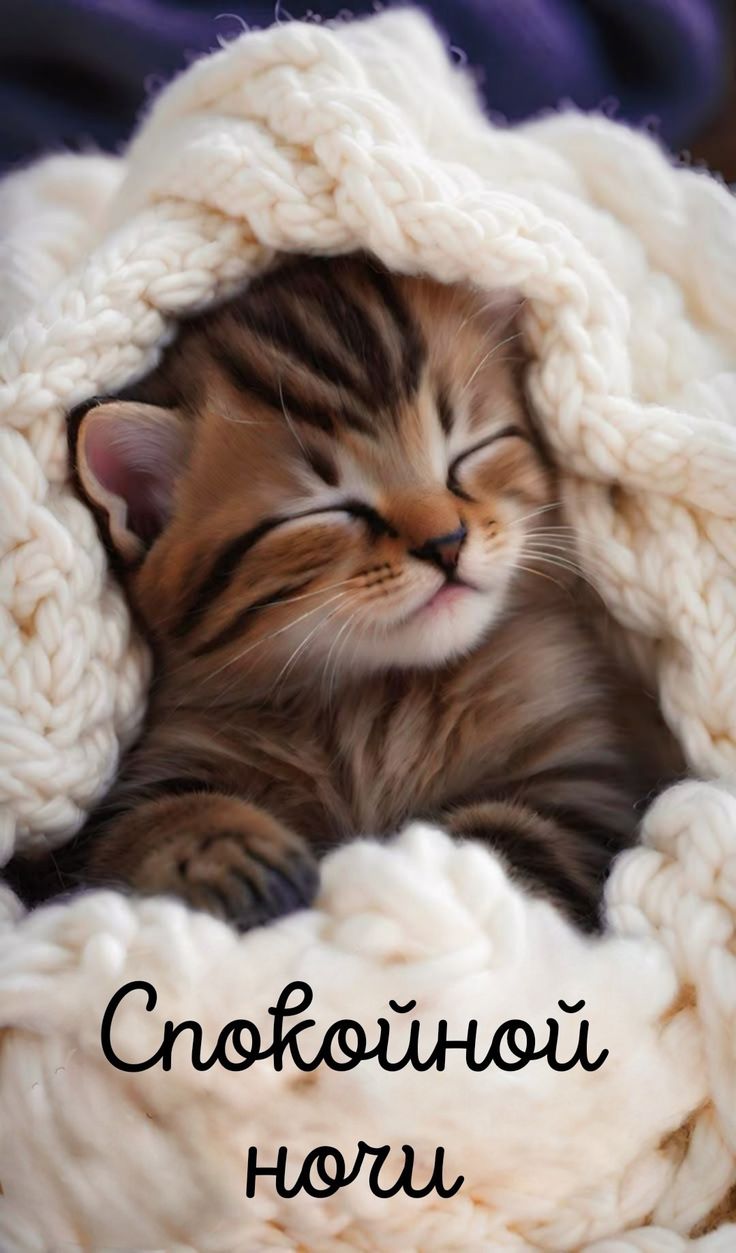 Открытка «Спокойной ночи»: Спокойной ночи: Милый кот спит в пледе. Тэги: Спокойной ночи, красивые, Спокойной ночи…