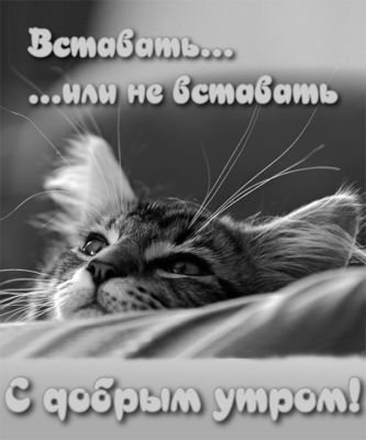 Открытка «С добрым утром»: Доброе утро: Вставать или не вставать?. Тэги: кот, животное, пожелание, позитивная, отличн…