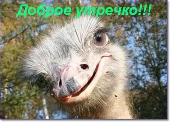 Открытка «С добрым утром»: Доброе утречко со смешным страусом. Тэги: животное, пожелание, позитивная, отличное настро…