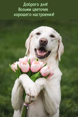 Открытка «С добрым утром»: С добрым утром! Пес с букетом тюльпанов для настроения. Тэги: животное, пожелание, улыбка…