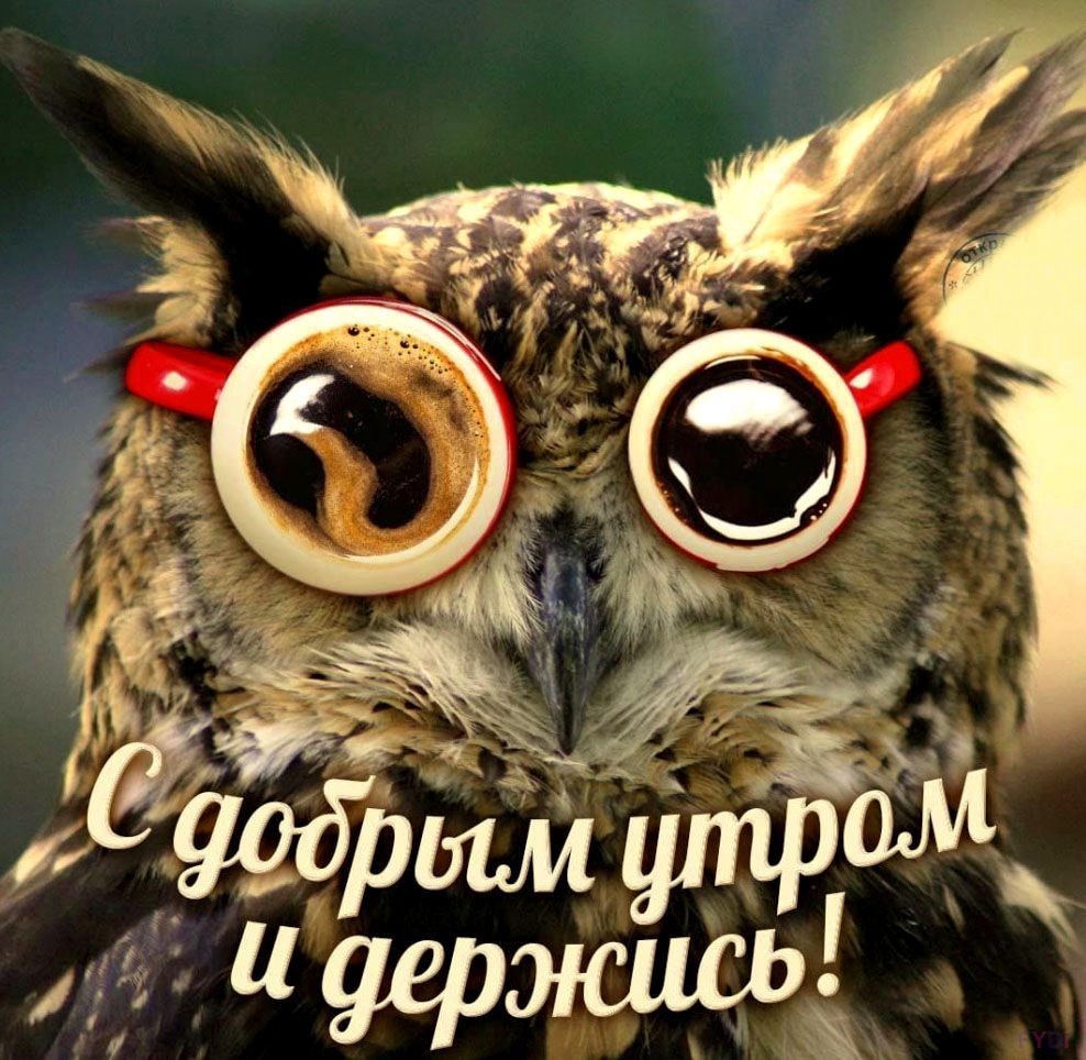 Открытка «С добрым утром»: Сова-кофеман: доброе утро и держись!. Тэги: хорошего дня, животное, пожелание, позитивная…