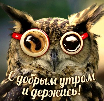 Открытка «С добрым утром»: Сова-кофеман: доброе утро и держись!. Тэги: хорошего дня, животное, пожелание, позитивная…