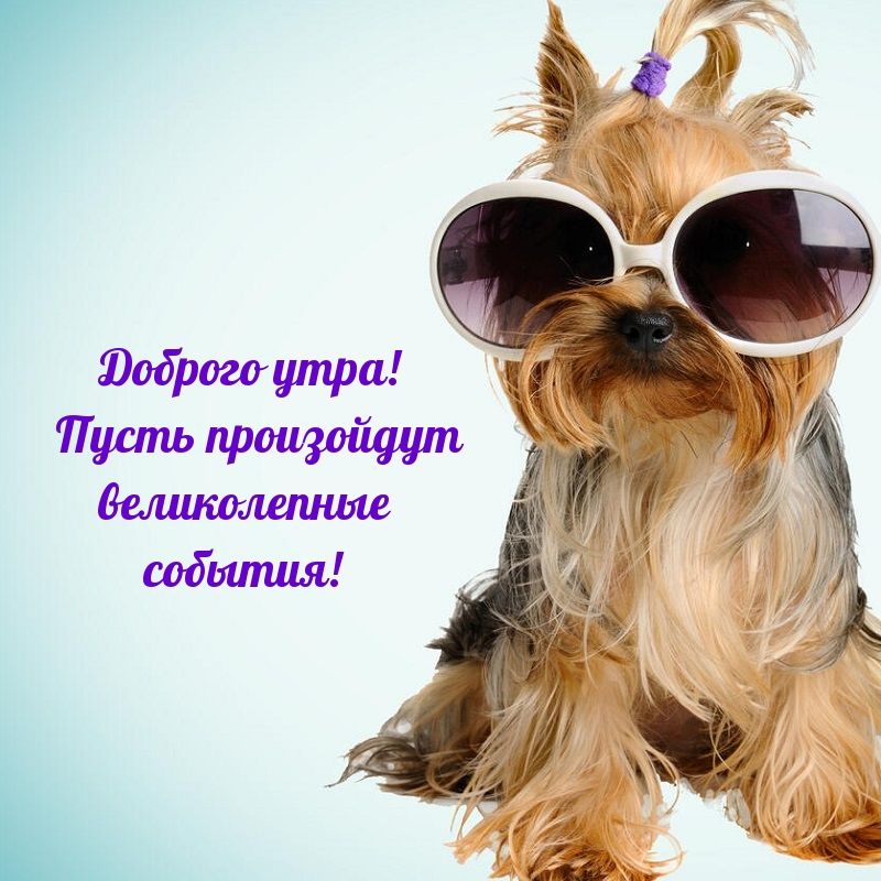 Открытка «С добрым утром»: С добрым утром! Пусть день принесет великолепные события!. Тэги: животное, пожелание, юмор…