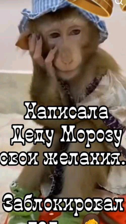 Открытка «С добрым утром»: Доброе утро: Дед Мороз заблокировал желания!. Тэги: хорошего дня, животное, пожелание…