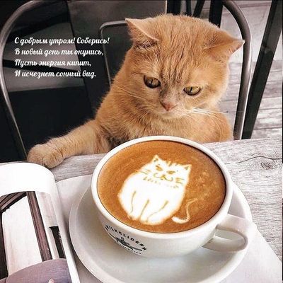 Открытка «С добрым утром»: С добрым утром! Котик, кофе и энергия дня.. Тэги: кот, животное, пожелание, позитивная…