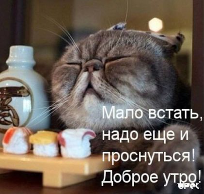 Открытка «С добрым утром»: Мало встать, надо проснуться! Доброе утро с котом. Тэги: хорошего дня, кот, животное…