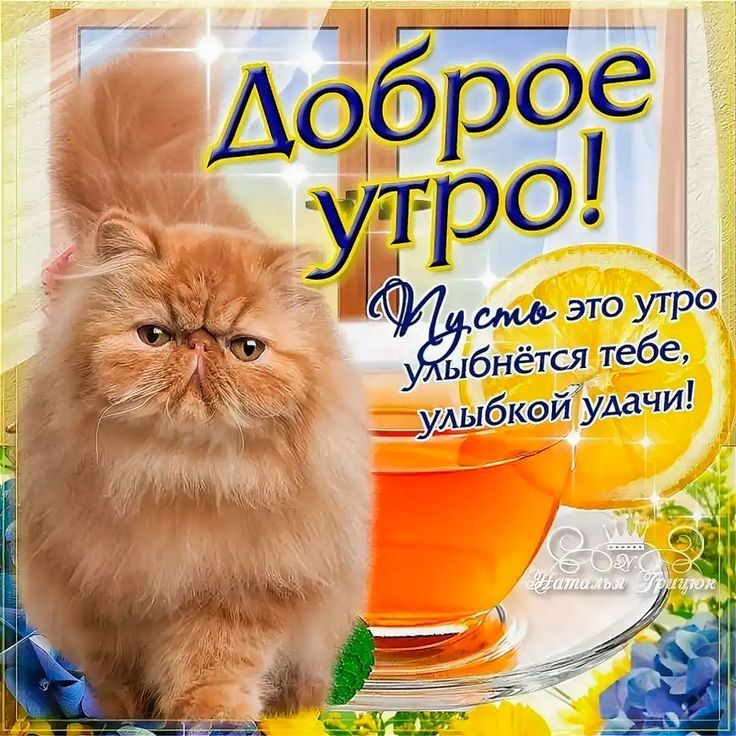 Открытка «С добрым утром»: Доброе утро с пушистым котом, чаем и удачей. Тэги: кот, животное, пожелание, отличное наст…