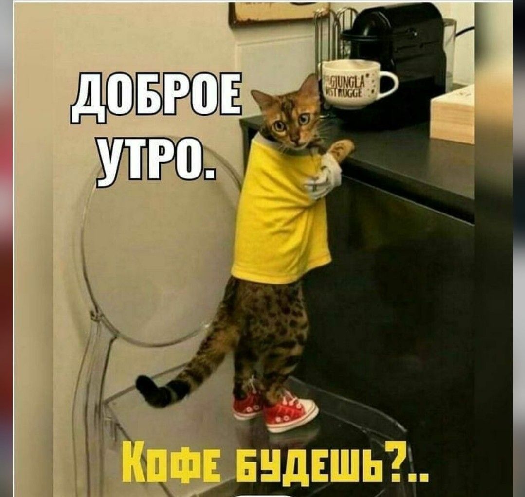 Открытка «С добрым утром»: Прикольное доброе утро: кот зовет на кофе!. Тэги: кот, животное, пожелание, позитивная…