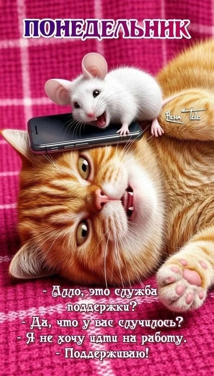 Открытка «С добрым утром»: С добрым утром, когда совсем не хочется на работу!. Тэги: кот, животное, пожелание, позити…