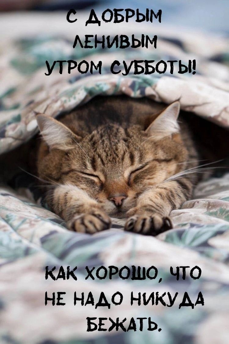 Открытка «С добрым утром»: С добрым ленивым утром субботы!. Тэги: кот, животное, пожелание, утро, позитив, уют…