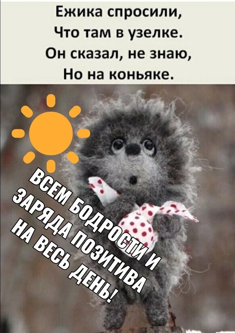 Открытка «С добрым утром»: С добрым утром! Позитив и коньяк от ежика.. Тэги: Добрый день, С добрым утром, для подняти…