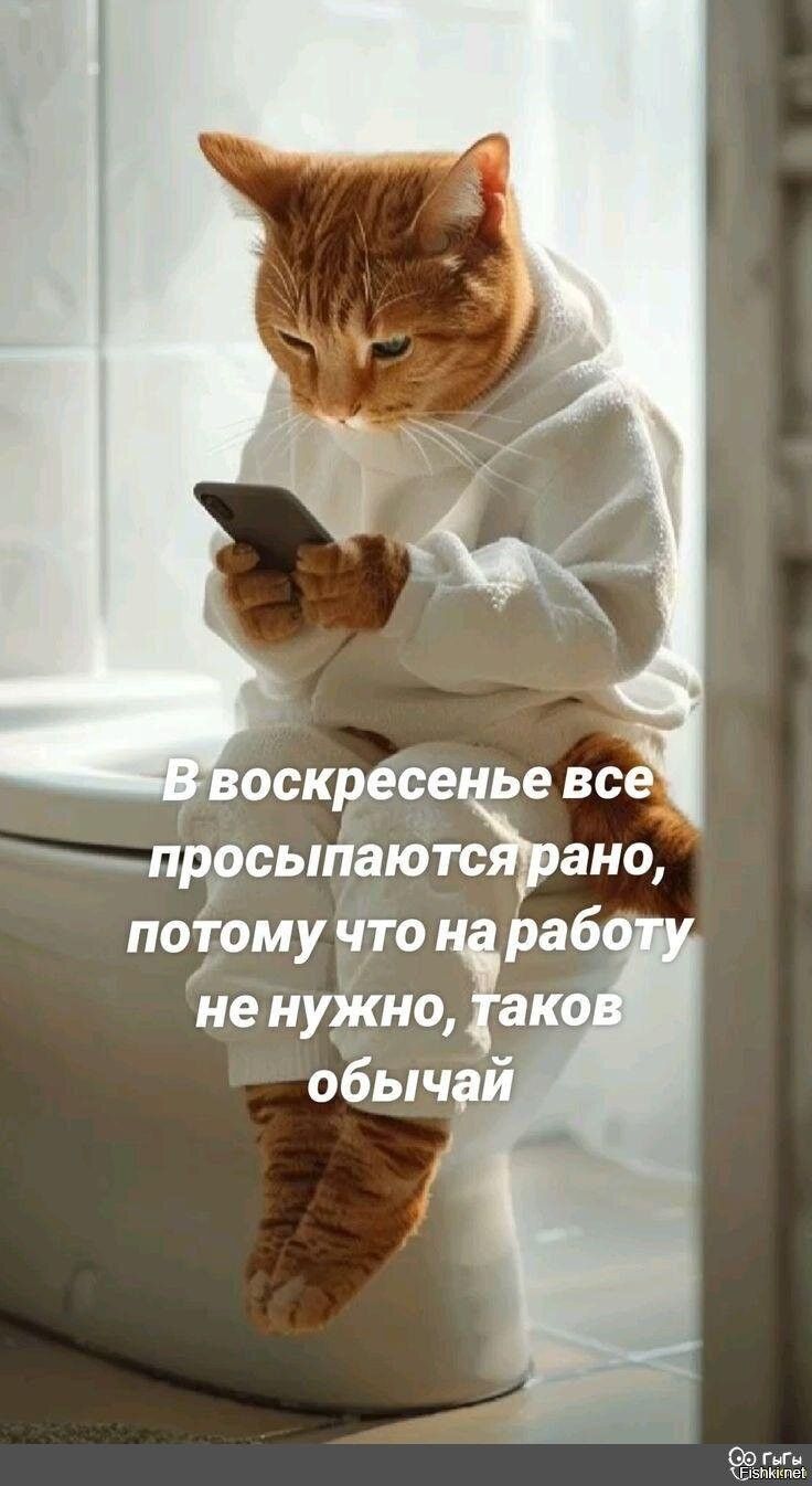 Открытка «С добрым утром»: С добрым утром! Воскресный кот и телефон. Тэги: кот, животное, пожелание, отличное настрое…