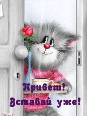 Открытка «С добрым утром»: Привет от кота: Вставай уже, доброе утро!. Тэги: хорошего дня, кот, животное, пожелание…