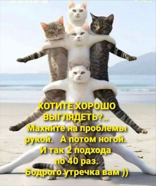 Открытка «С добрым утром»: С добрым утром! Бодрое начало дня с котиками. Тэги: кот, животное, пожелание, позитивная…