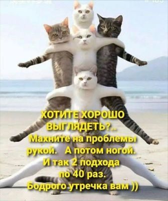 Открытка «С добрым утром»: С добрым утром! Бодрое начало дня с котиками. Тэги: кот, животное, пожелание, позитивная…