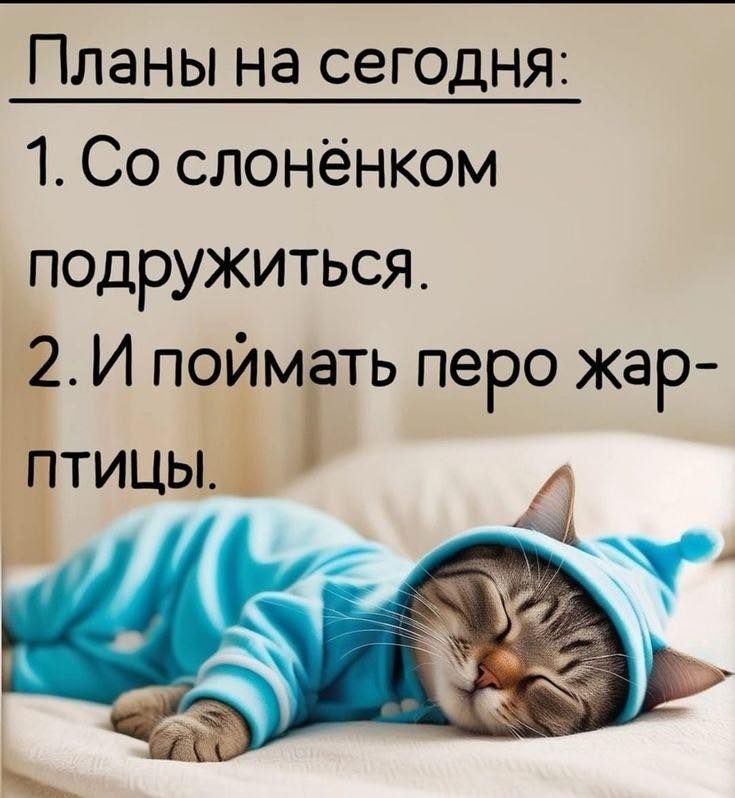 Открытка «С добрым утром»: С добрым утром! Необычные планы на милый день.. Тэги: кот, животное, пожелание, позитивная…