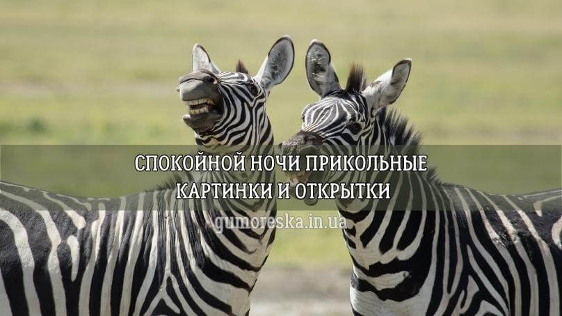 Открытка «Спокойной ночи»: спокойной ночи: зебры «ржут» от смеха. Тэги: Спокойной ночи, прикольные, Спокойной ночи…