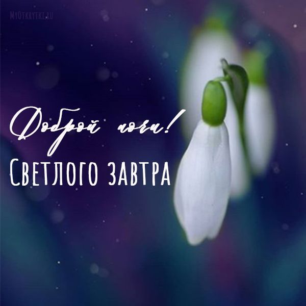 Открытка «Доброй ночи»: Доброй ночи: милый подснежник и светлого завтра.